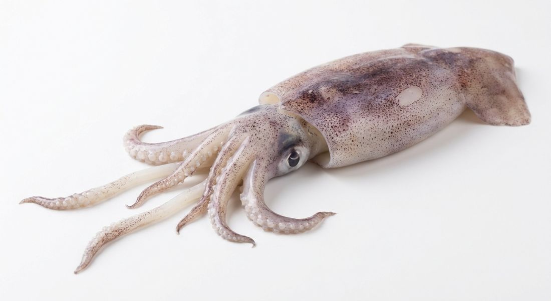 Squid, not allowed on the Tayyibat diet